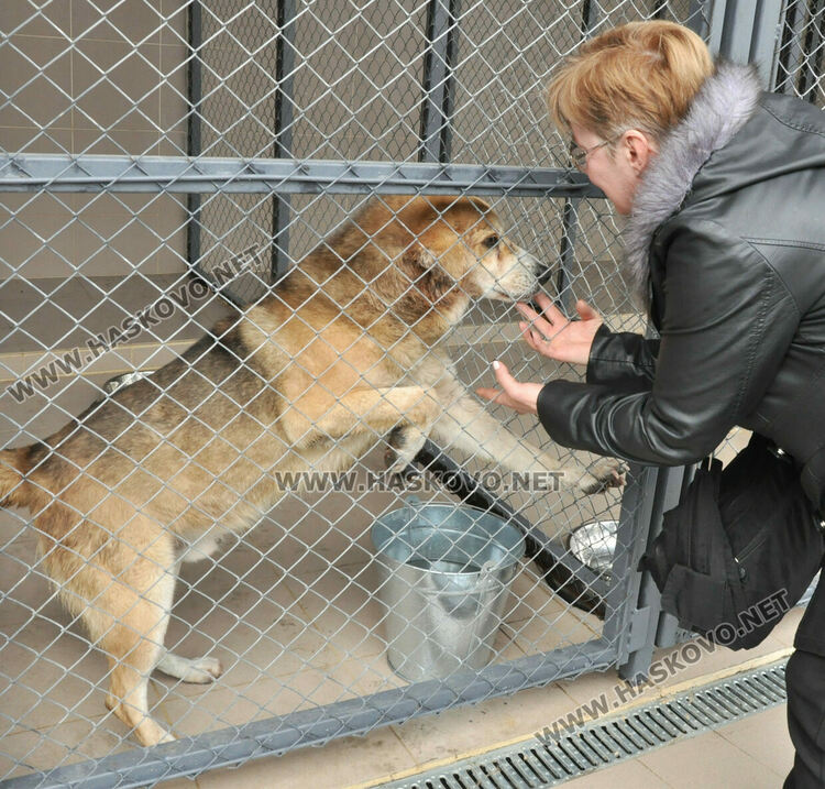 Предлагат програма за овладяване популацията на безстопанствени кучета в Хасково