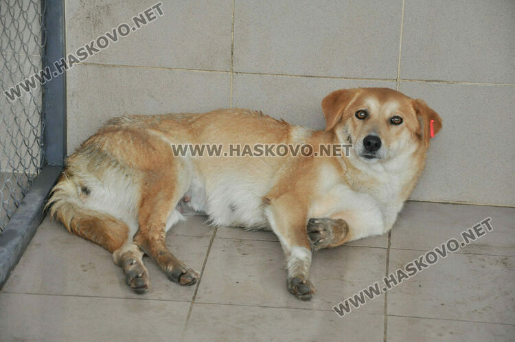 Предлагат програма за овладяване популацията на безстопанствени кучета в Хасково