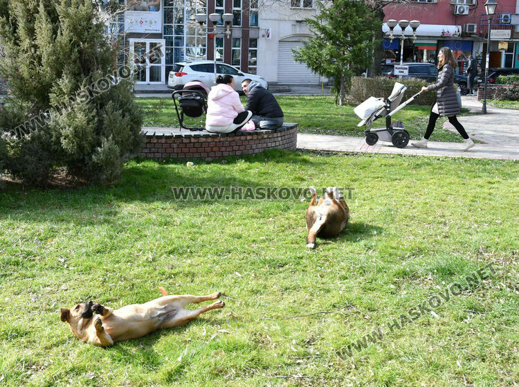Предлагат програма за овладяване популацията на безстопанствени кучета в Хасково