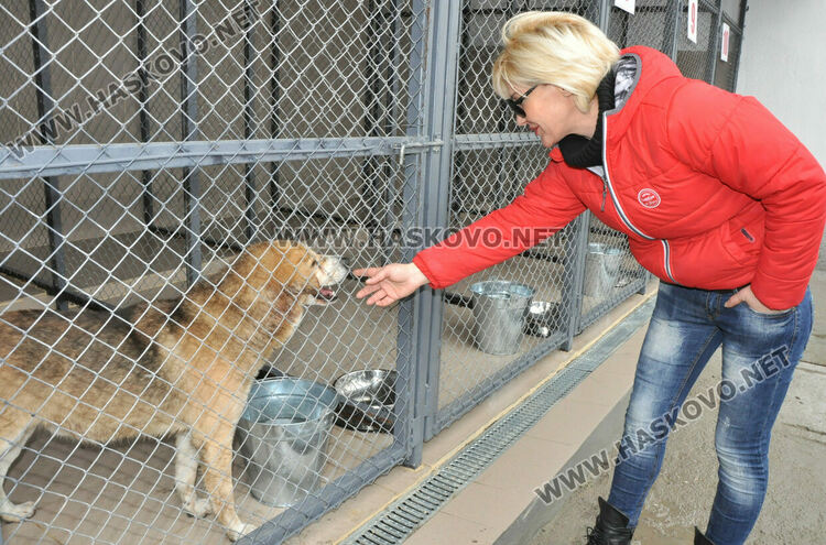 Предлагат програма за овладяване популацията на безстопанствени кучета в Хасково