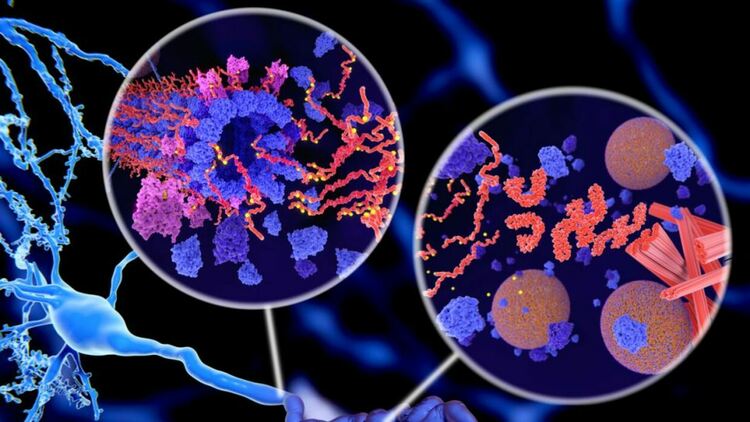 Квантова биология срещу невродегенеративните болести &ndash; могат ли магнитните полета да стабилизират мозъчните клетки?