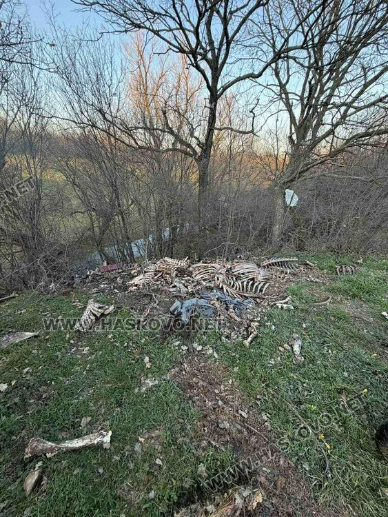 Сигнализираха за много изхвърлени животински кости край Маслиново
