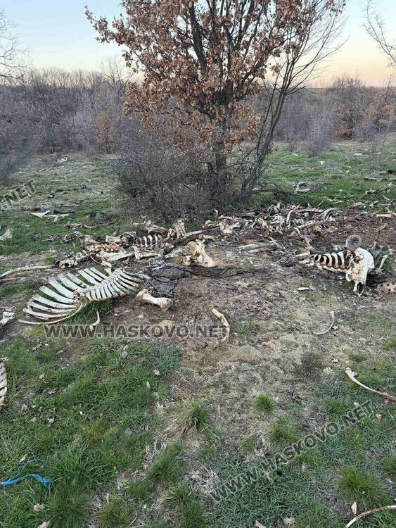 Сигнализираха за много изхвърлени животински кости край Маслиново