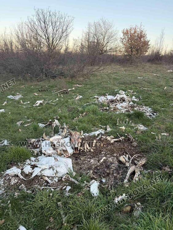 Сигнализираха за много изхвърлени животински кости край Маслиново