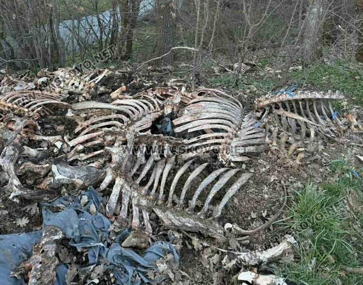 Сигнализираха за много изхвърлени животински кости край Маслиново