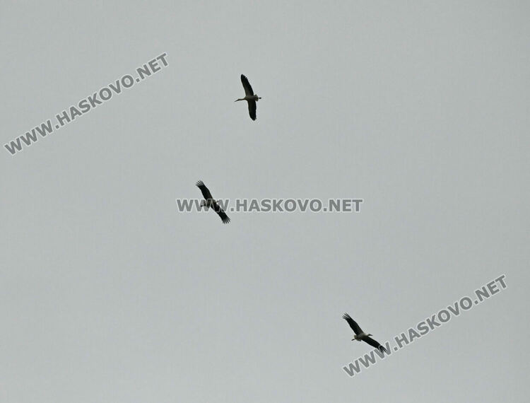 Щъркелът Дончо отново се върна в село Подкрепа