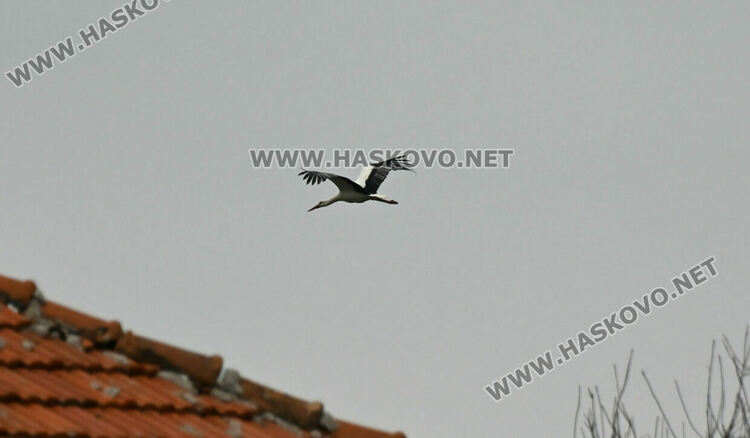 Щъркелът Дончо отново се върна в село Подкрепа