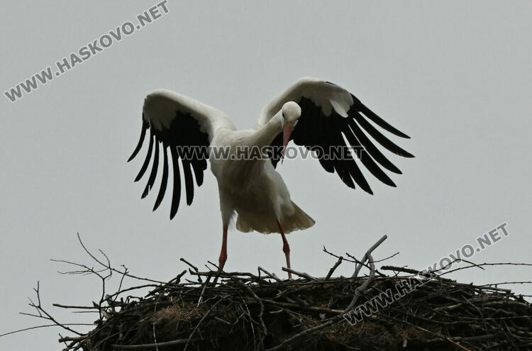 Щъркелът Дончо отново се върна в село Подкрепа