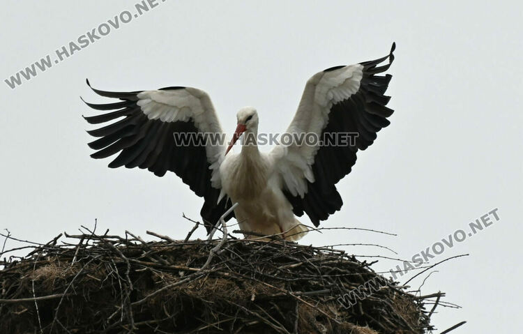 Щъркелът Дончо отново се върна в село Подкрепа