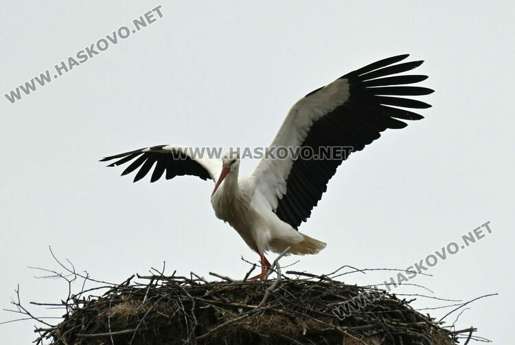 Щъркелът Дончо отново се върна в село Подкрепа