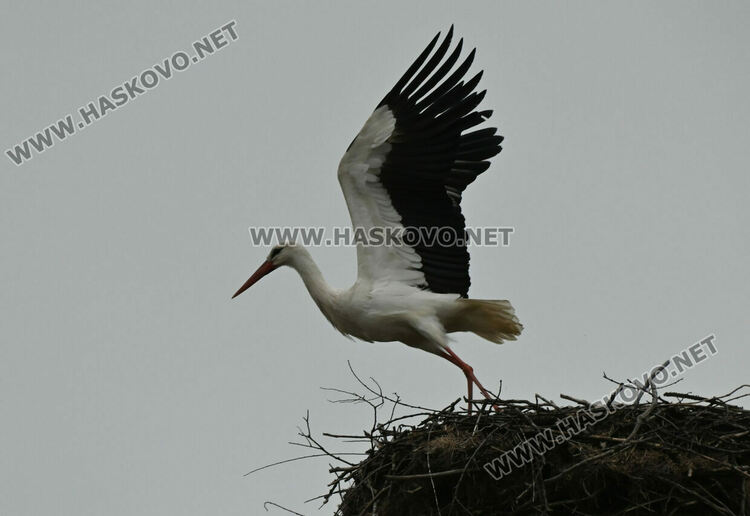 Щъркелът Дончо отново се върна в село Подкрепа