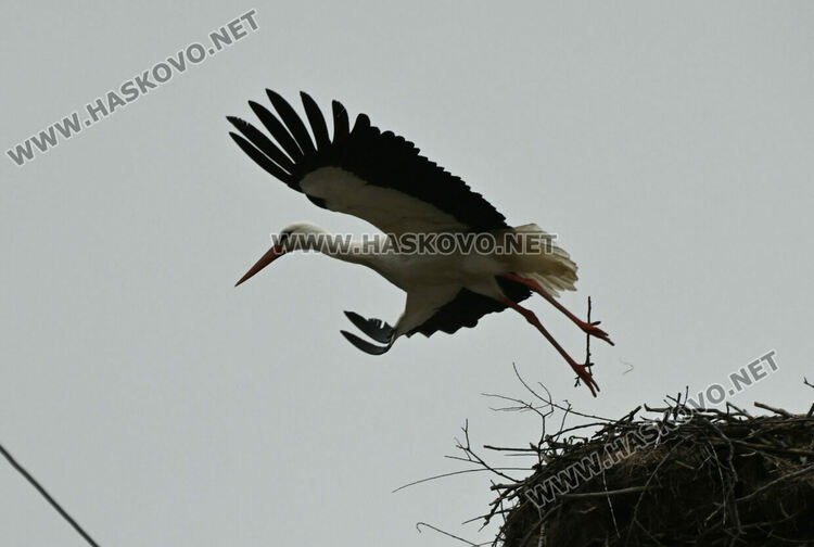 Щъркелът Дончо отново се върна в село Подкрепа