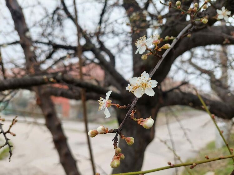 Зимата отстъпва място на пролетта