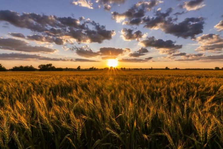 Защо конфликтът в Иран може да доведе до глобален недостиг на храни и високи цени