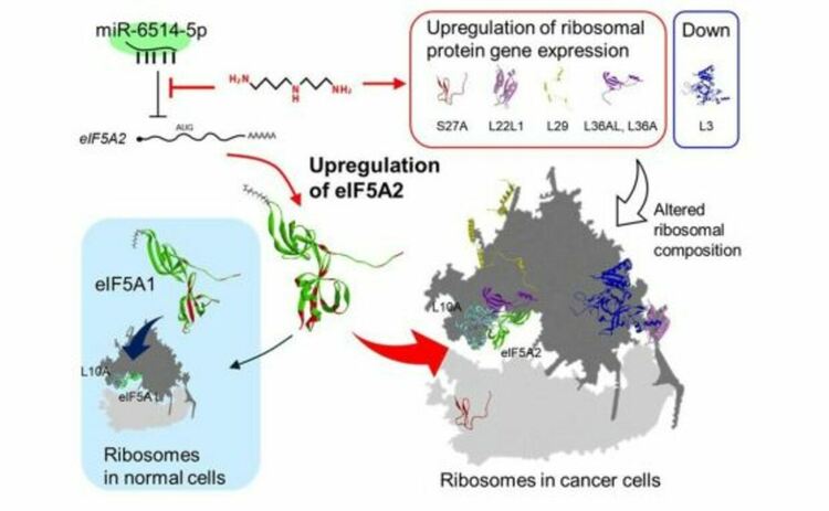 Въпреки че полиамините имат известни благоприятни ефекти против стареене в здравите клетки, това проучване разкрива как те могат да доведат до повишена регулация на еукариотния фактор за иницииране на транслация 5A2 (eIF5A2). Този протеин, за разлика от своя аналог eIF5A1, улеснява растежа на раковите клетки.