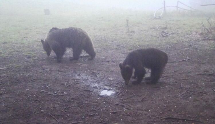 Мечките в Родопите не са спали тази зима, нанесени са щети в района на Триград и Кожари
