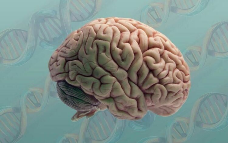 Упражненията за мозъка могат да намалят риска от деменция, показва проучване