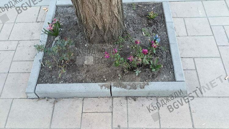 Нетърпеливи кърджалийци садят пролетни цветя на обществени места,не чакат общината