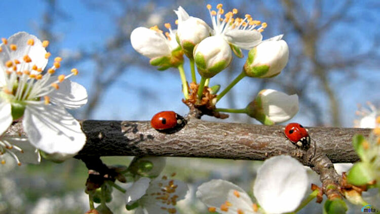 Предимно слънчево време в сряда