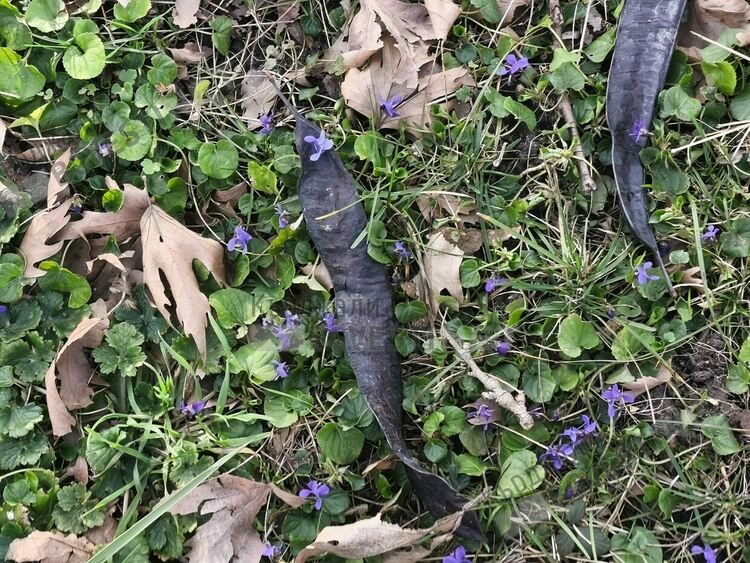 Пролетта идва!Първите джанки в Кърджали цъфнаха,разлистиха се дивите теменужки