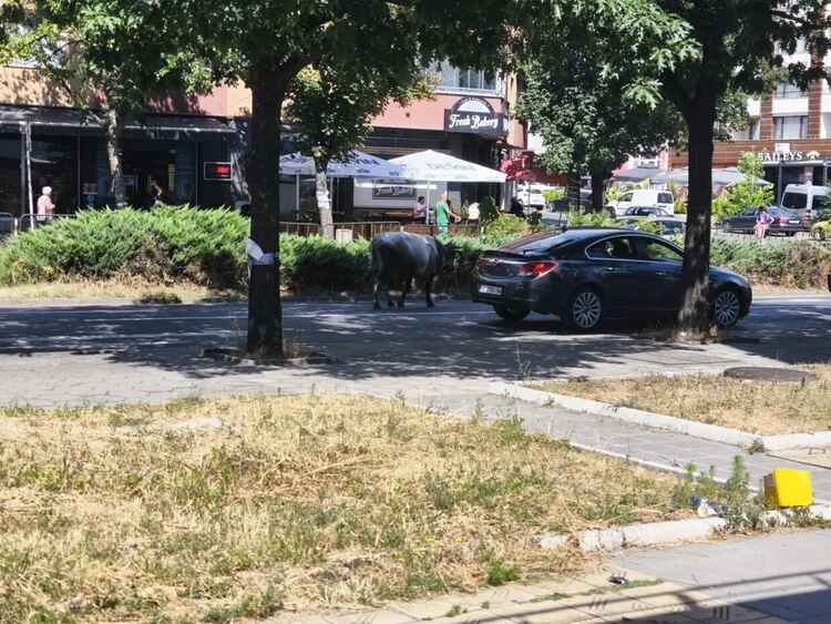 Кърджалийка обжалва актове за пускане на безпризорни крави по улиците,акта на полицията падна,но не и на ОДБХ