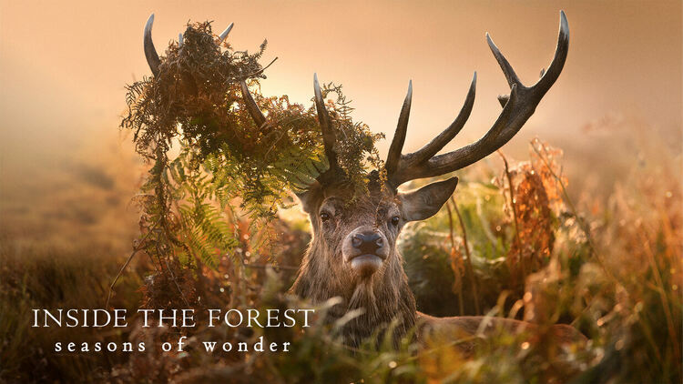Животът в гората: сезоните на чудесата