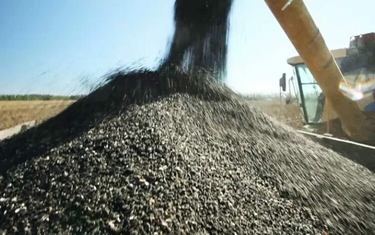 Преработеният аржентински слънчоглед ще бъде предназначен основно за износ, като полученият след преработката продукт ще бъде използван за индустриални цели - за биодизел и като суровина за сапунената, козметичната и химическата промишленост, уверяват преработвателите.