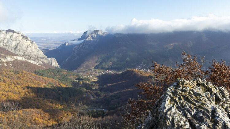 Подменени са половината шефове на държавните горски предприятия