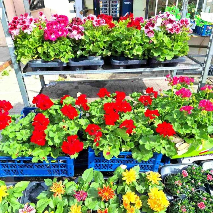 Асеновград отново ще е домакин на изложението &bdquo;Цветна пролет&ldquo;