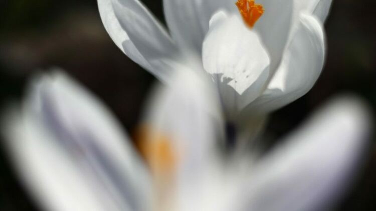 Източник: EPA/БГНЕС