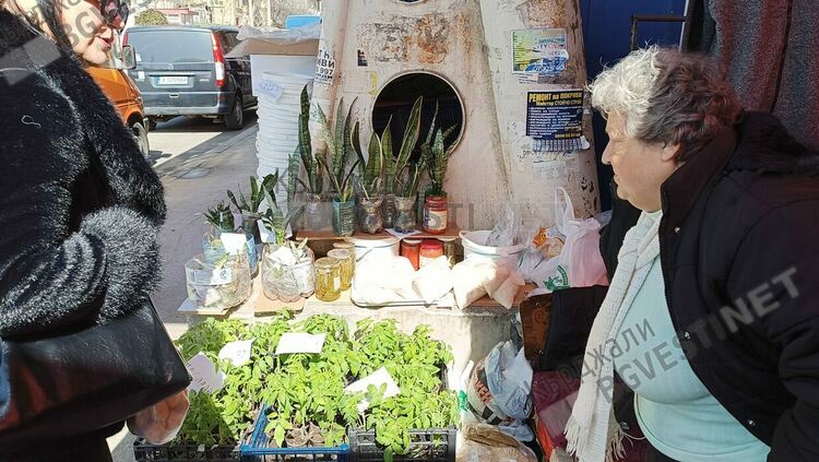 Търговията с разсад на домати се активизира на Пазара на производителите в Кърджали