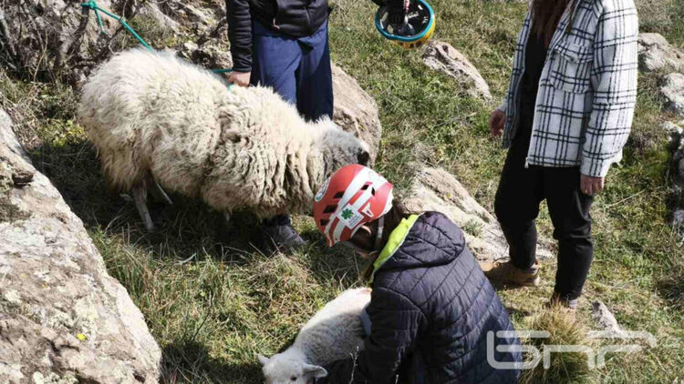 Алпинисти спасиха овца и новороденото й малко, пападнали в пропаст при с.Широко поле