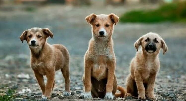 Обществена среща в Златоград ще търси решения за проблема с безстопанствените кучета