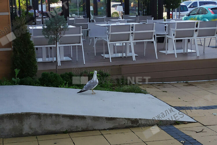 Огнеборци спасиха заклещен гларус в Кърджали