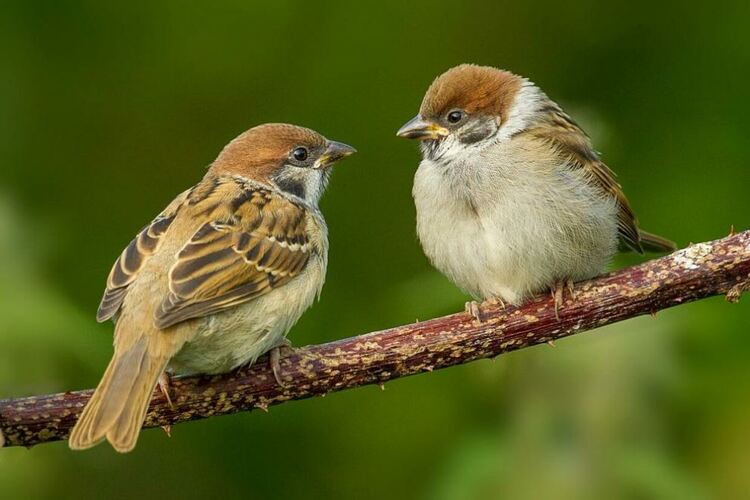 Броим врабчетата, за да не ги изгубим завинаги