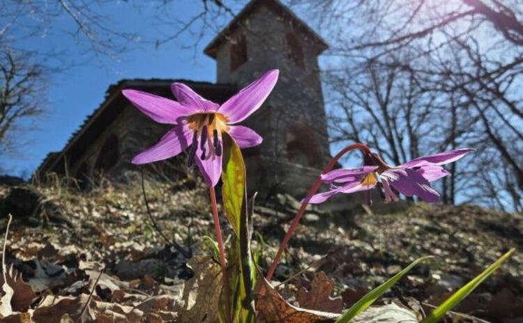 Да идват щъркелите!