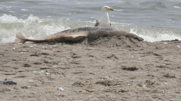 9 делфина и над 300 буревестници са открити мъртви на Северното Черноморие, предстои аутопсия