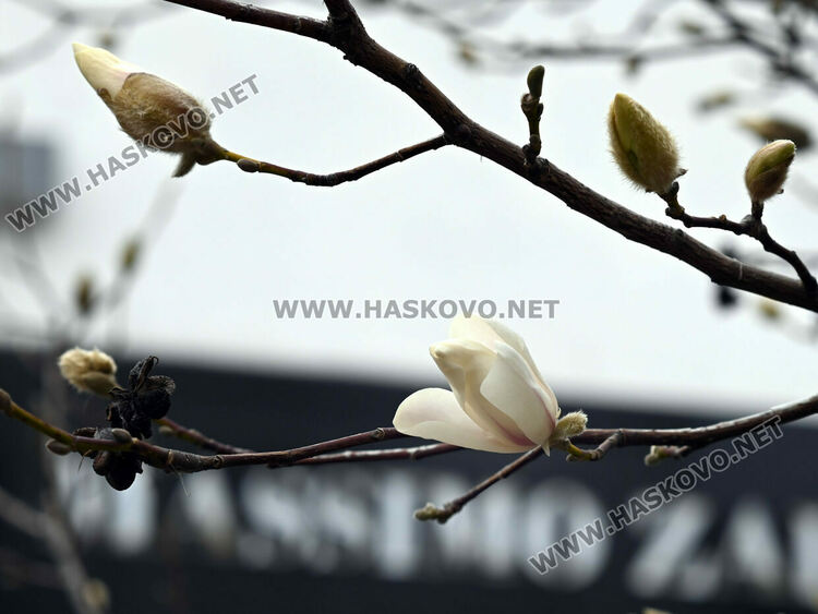 Настроение и красота с цъфналите магнолии в Хасково 