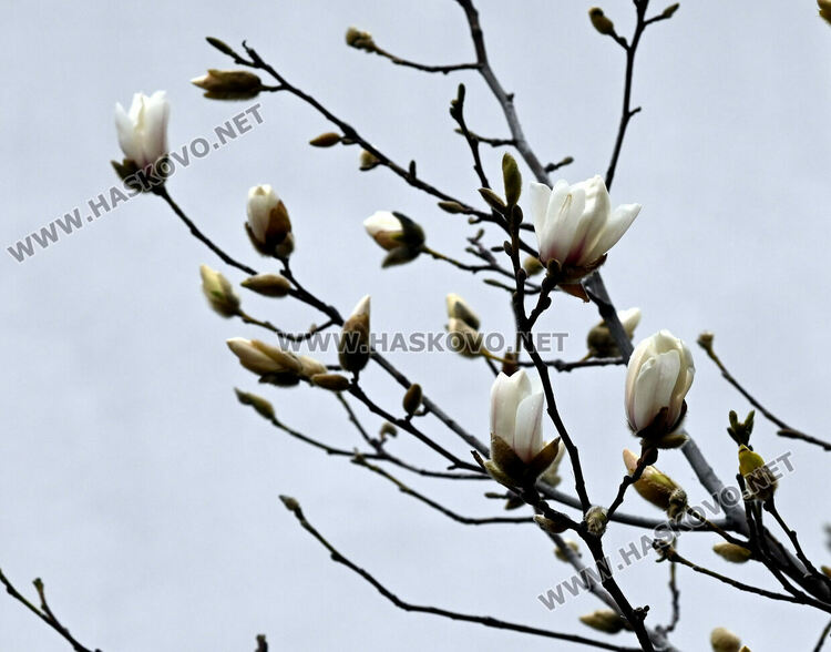 Настроение и красота с цъфналите магнолии в Хасково 