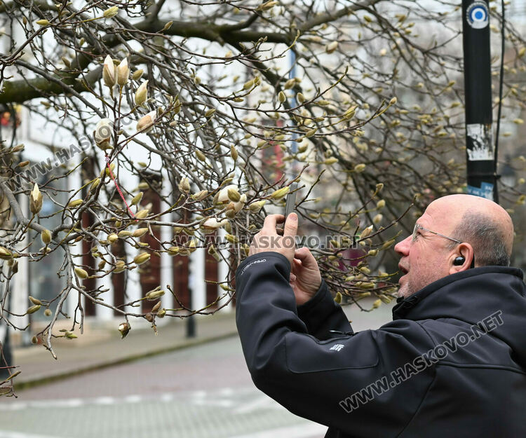 Настроение и красота с цъфналите магнолии в Хасково 