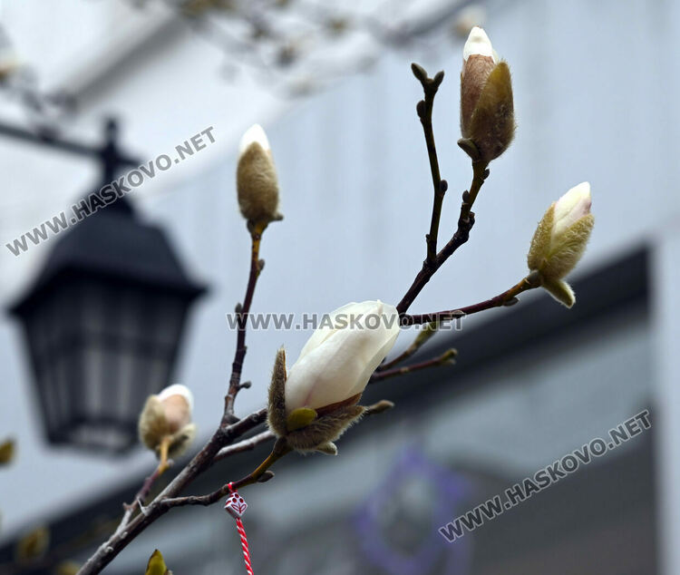 Настроение и красота с цъфналите магнолии в Хасково 