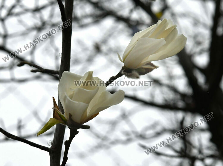 Настроение и красота с цъфналите магнолии в Хасково 