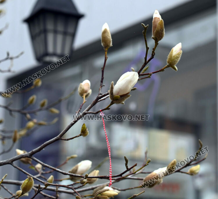 Настроение и красота с цъфналите магнолии в Хасково 