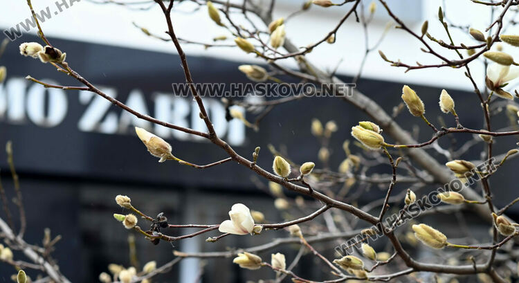 Настроение и красота с цъфналите магнолии в Хасково 