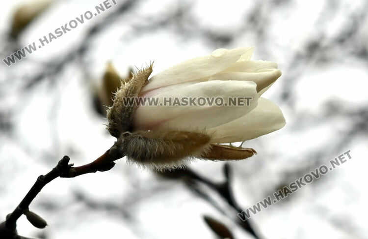 Настроение и красота с цъфналите магнолии в Хасково 