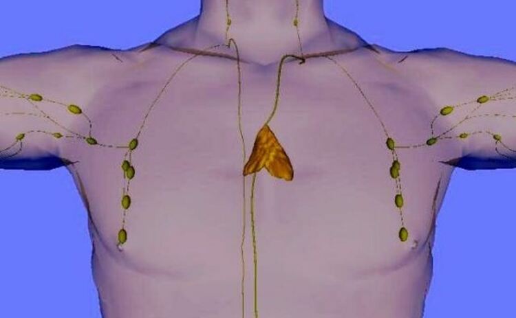 Тумусът е разположен зад гръдната кост. Той изпълнява най-важната си функция преди достигане на пубертета, тренирайки имунните клетки и след това, почти неизбежно, се свива до буца мазнини. Но той остава важен през цялата ни зряла възраст, влияейки върху дълголетието и реакцията към лечение на рак.