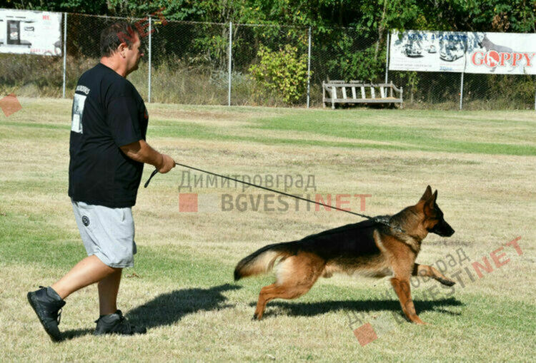 Специализирана Екстериорна изложба за германско овчарско куче ще се проведе в Димитровград