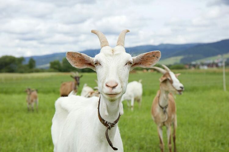 БАБХ предупреждава за шап по говеда, овце, кози и свине &ndash; какви са симптомите при животните