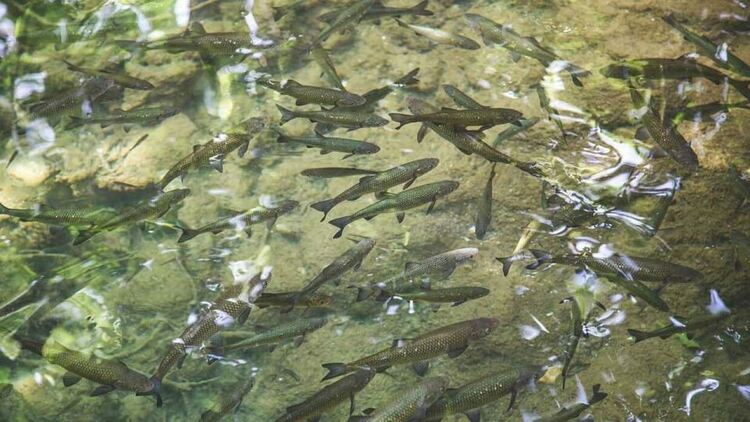 Спад на световните запаси от мигриращи сладководни риби