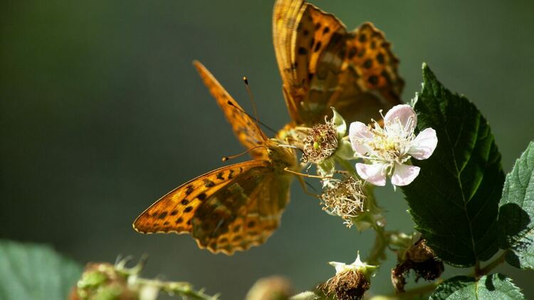 Въздушни повелители и Тайният живот на пчелите със Стив Бакшал по VIASAT NATURE 
